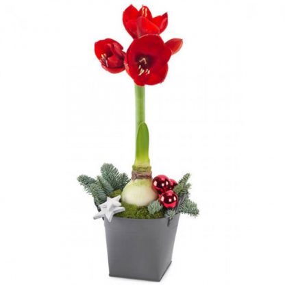 Julbud amaryllis