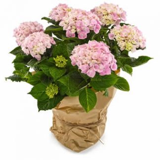 hortensia krukväxt med flera klasser