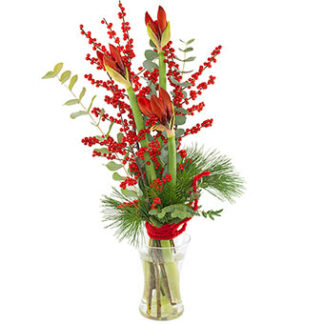 Julamaryllis